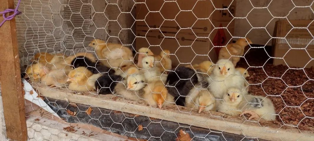 Galinhas e pintinhos caipira - Foto 3