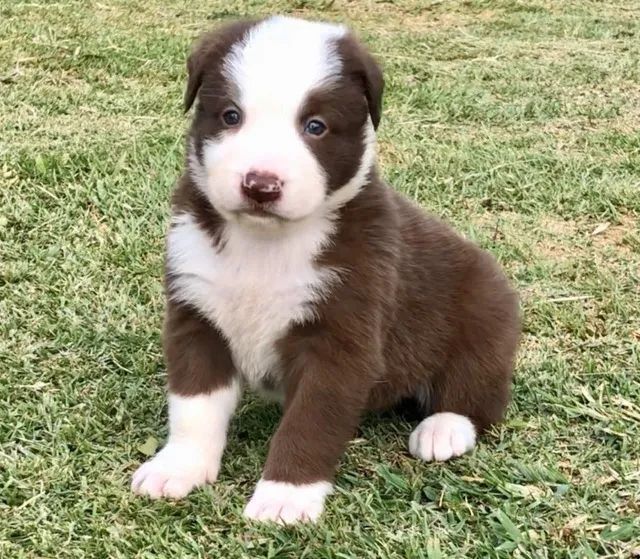 Border Collie  - Foto 4