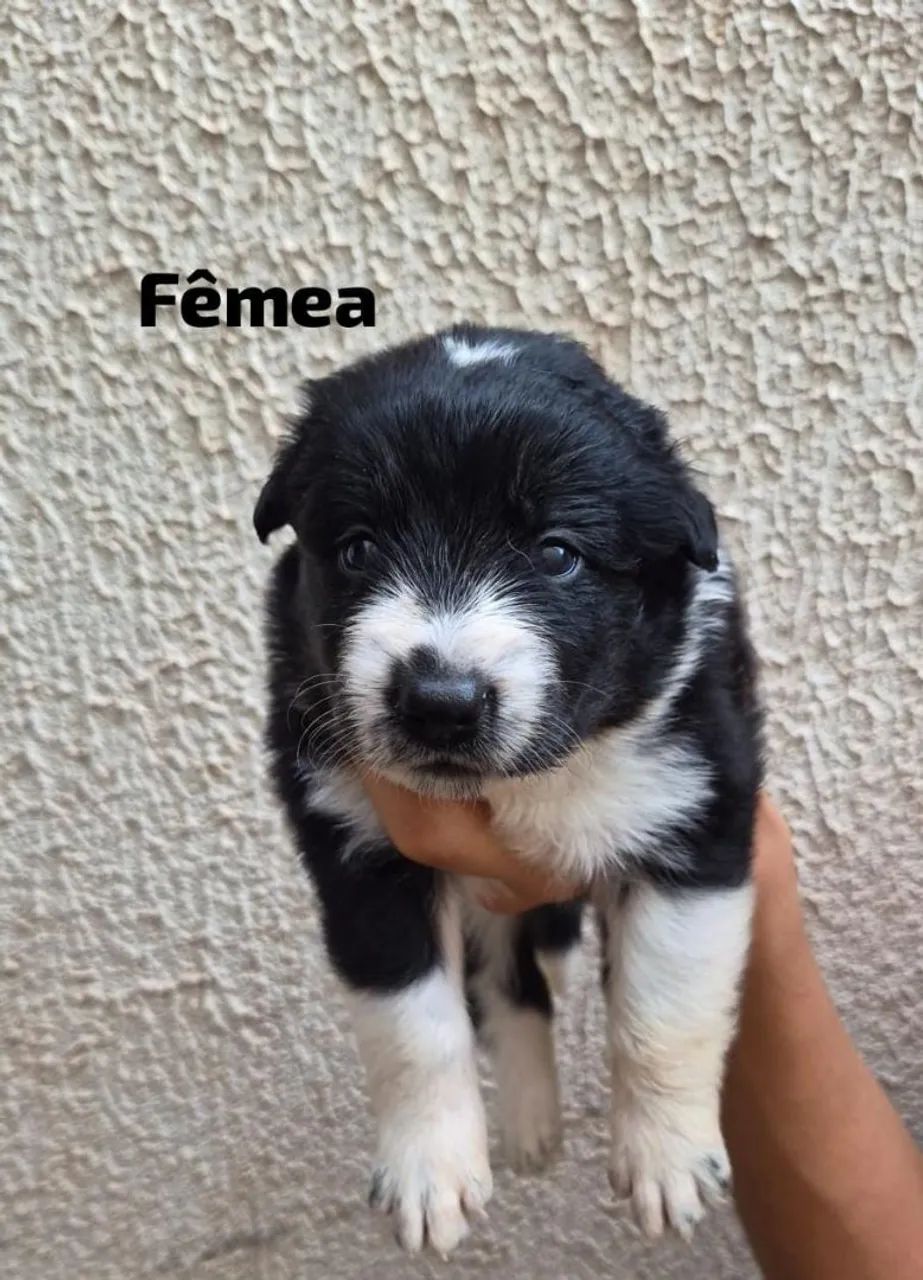 Border collie filhotes  - Foto 3