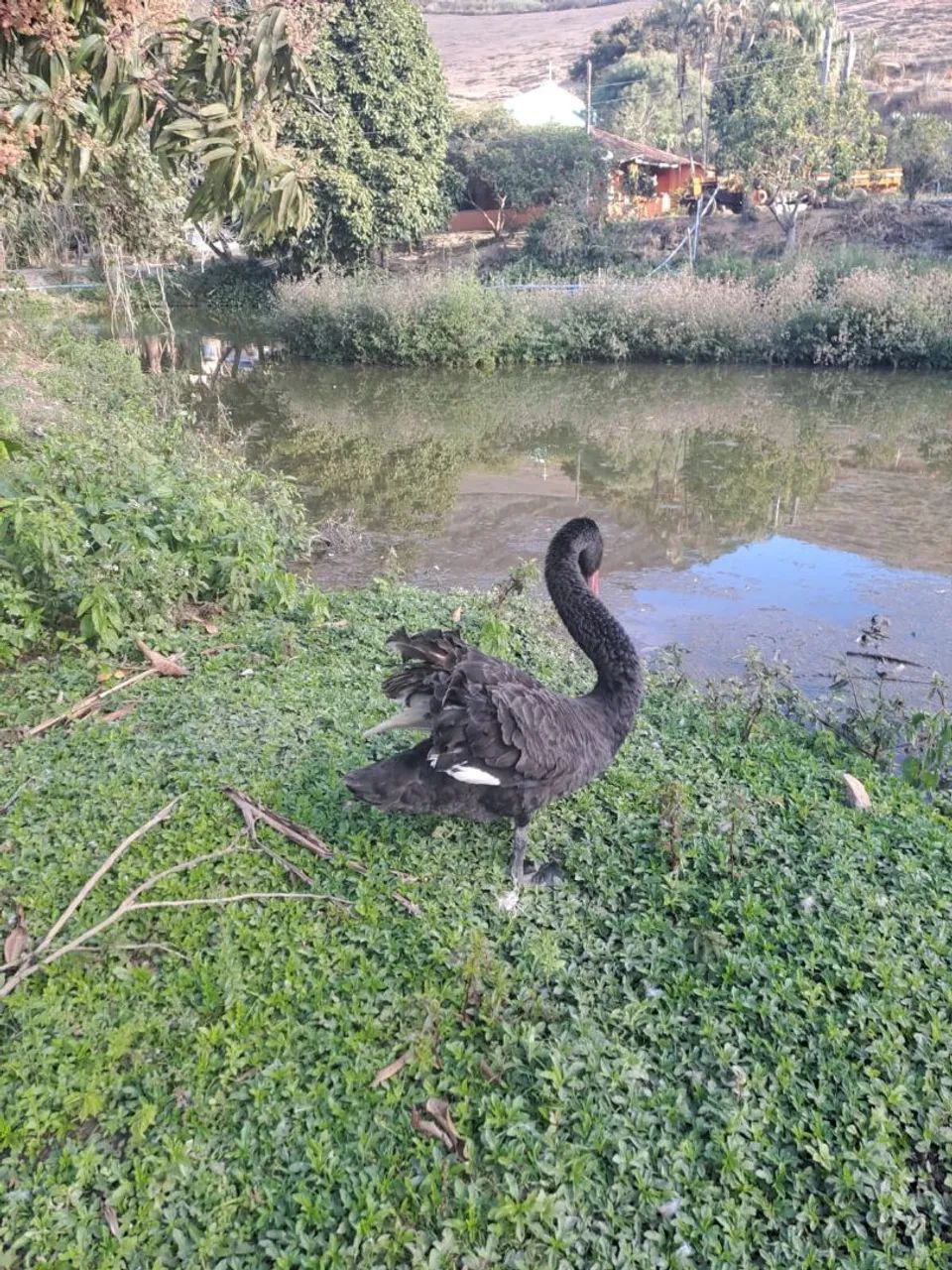 Cisne-Negro - Foto 6