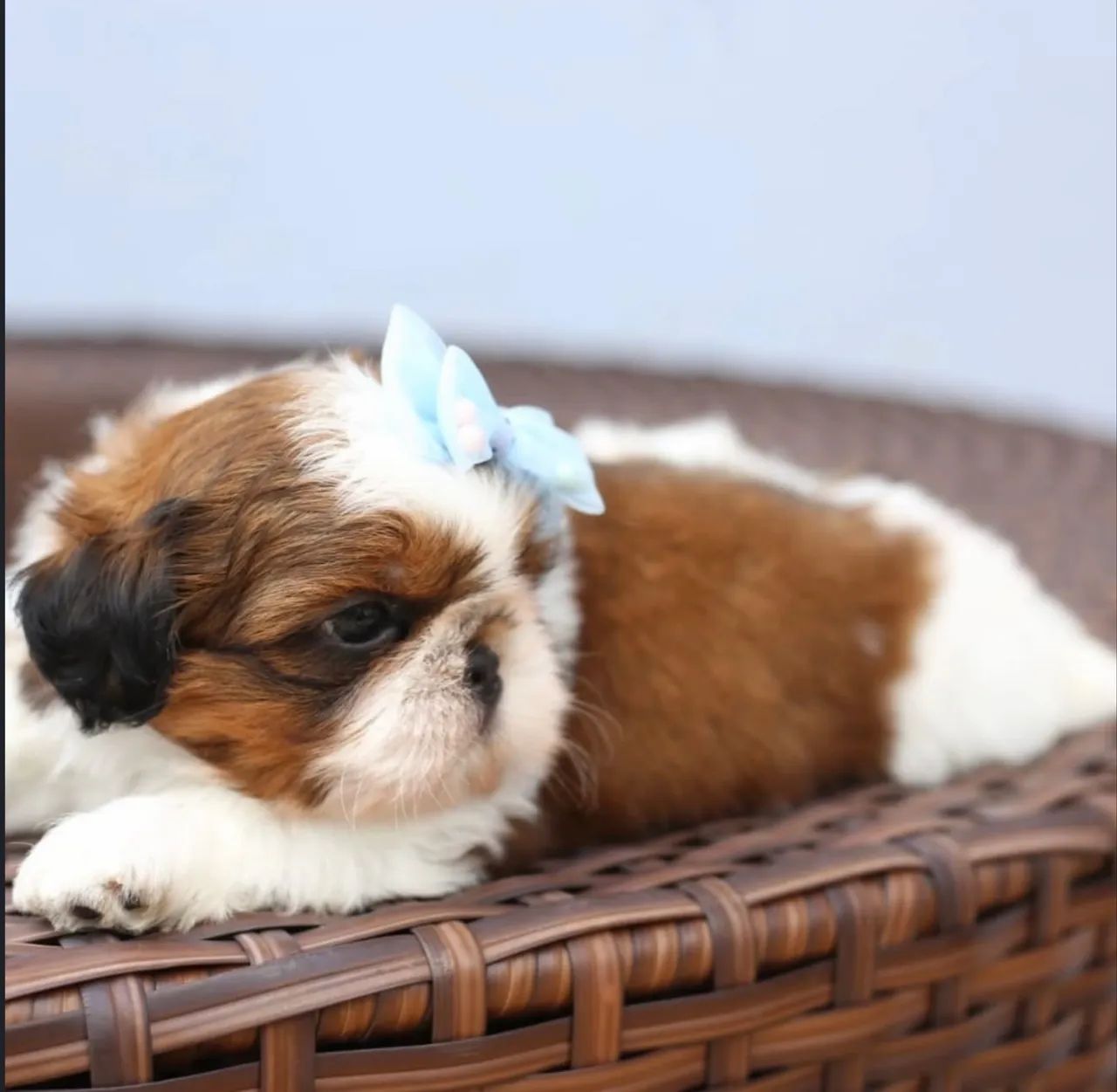 Shihtzu micro fêmea e macho  - Foto 3