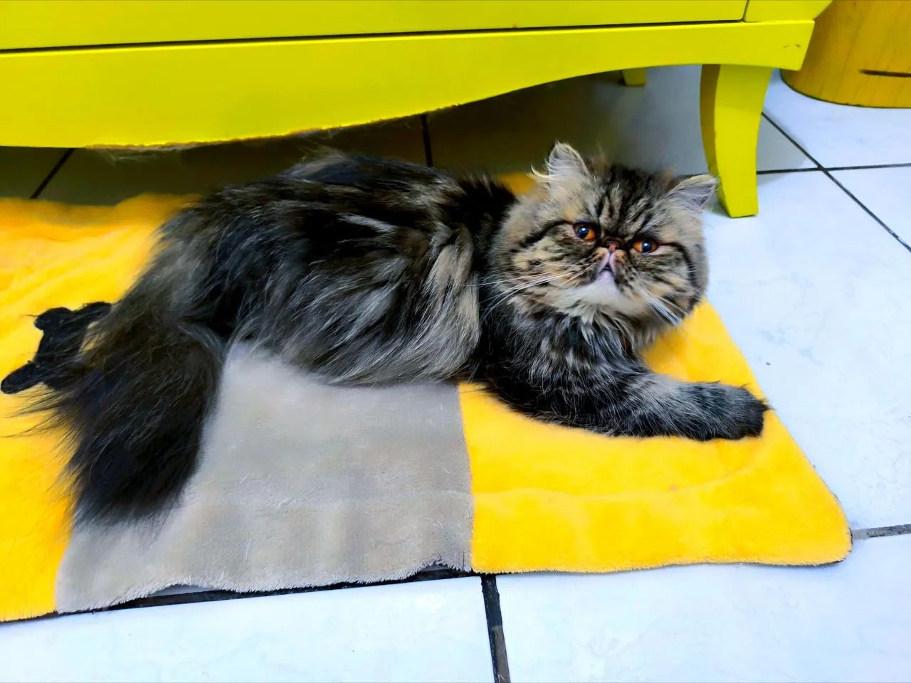 Gata Persa! - Foto 2