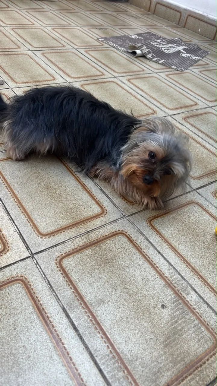 Yorkshire  terrier  - Foto 5