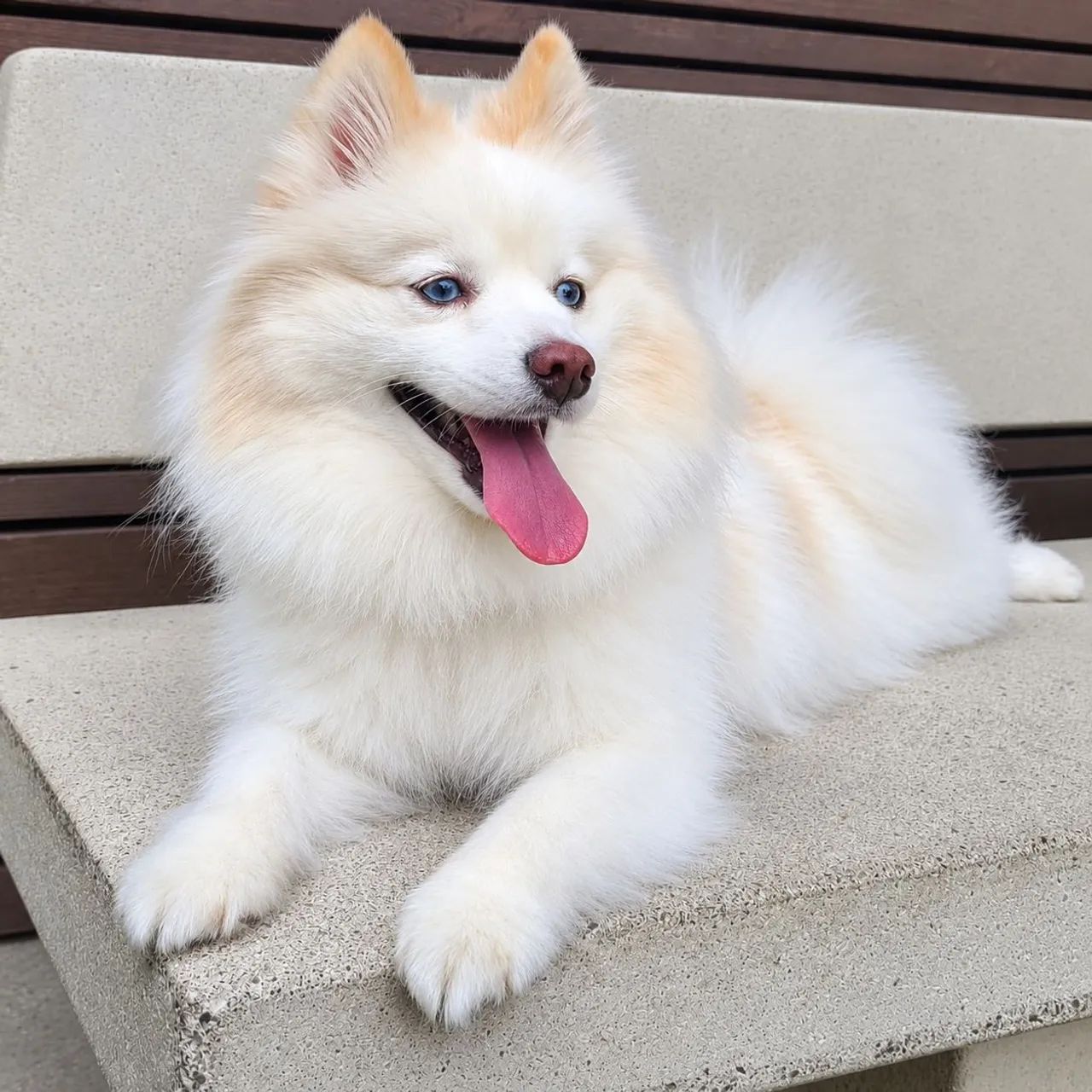 Pomsky mini husky siberiano  - Foto 5
