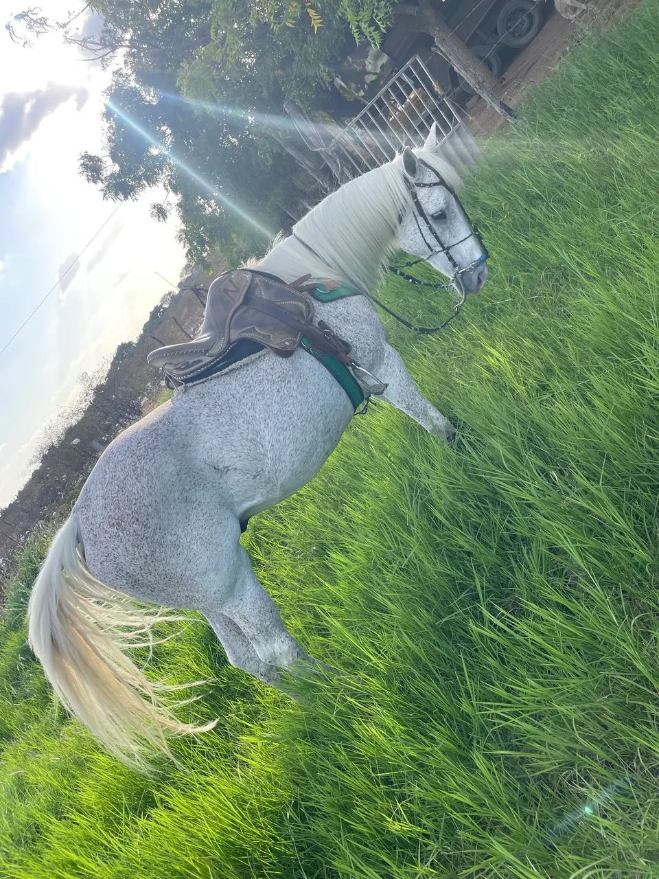 Vendo cavalo de vaquejada  - Foto 3