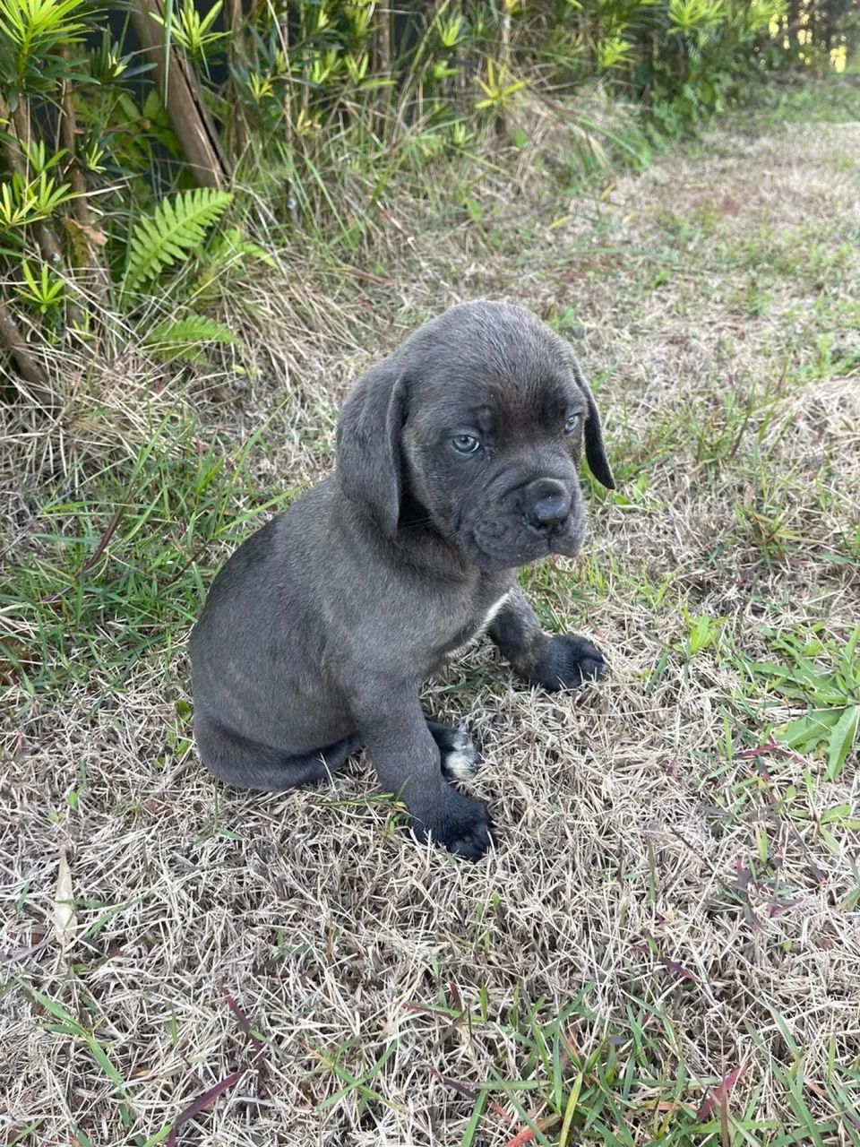 Filhote de cane corso  - Foto 3