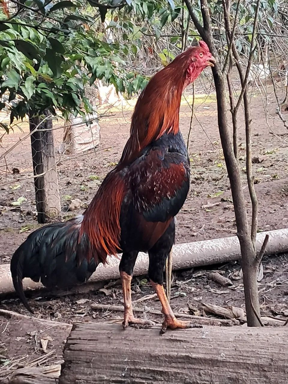 Galo Índio  - Foto 3