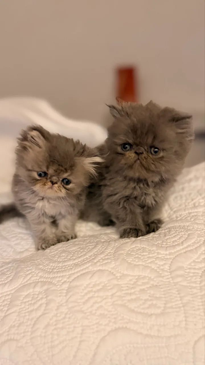 Gato Persa Linhagem Pura