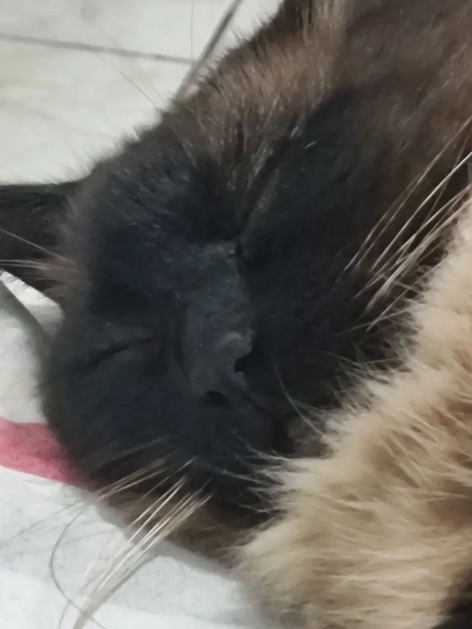 gato - Foto 3
