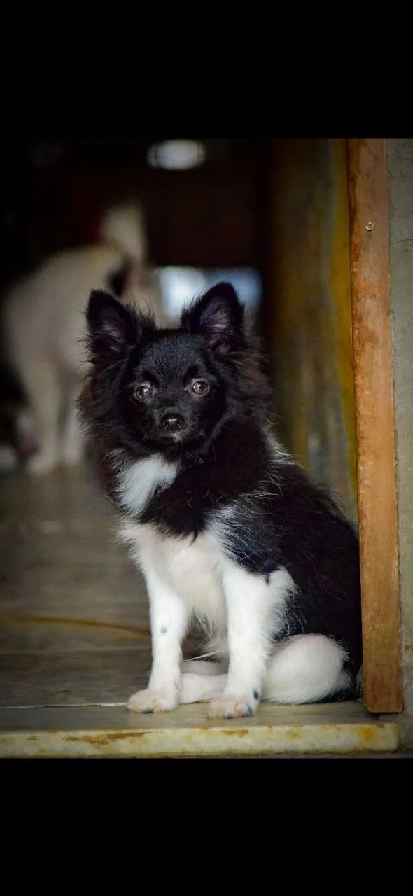 Vendo filhote de spitz alemão 