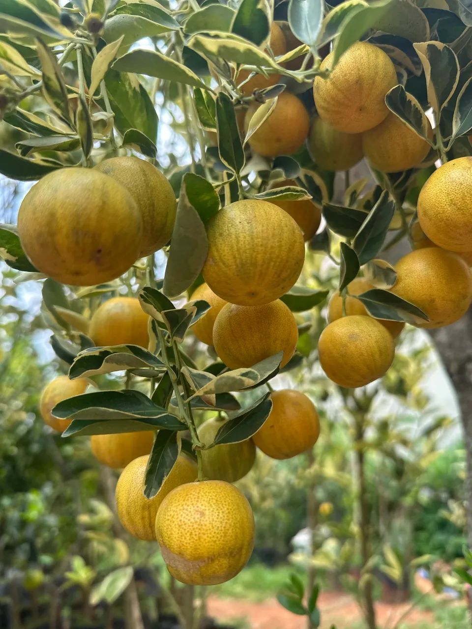 Frutíferas produzindo  - Foto 5