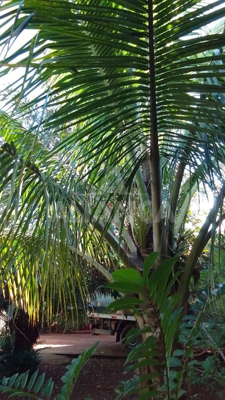 Chácara para venda, 2 quarto(s), Zona Rural, Uberlândia - Foto 2
