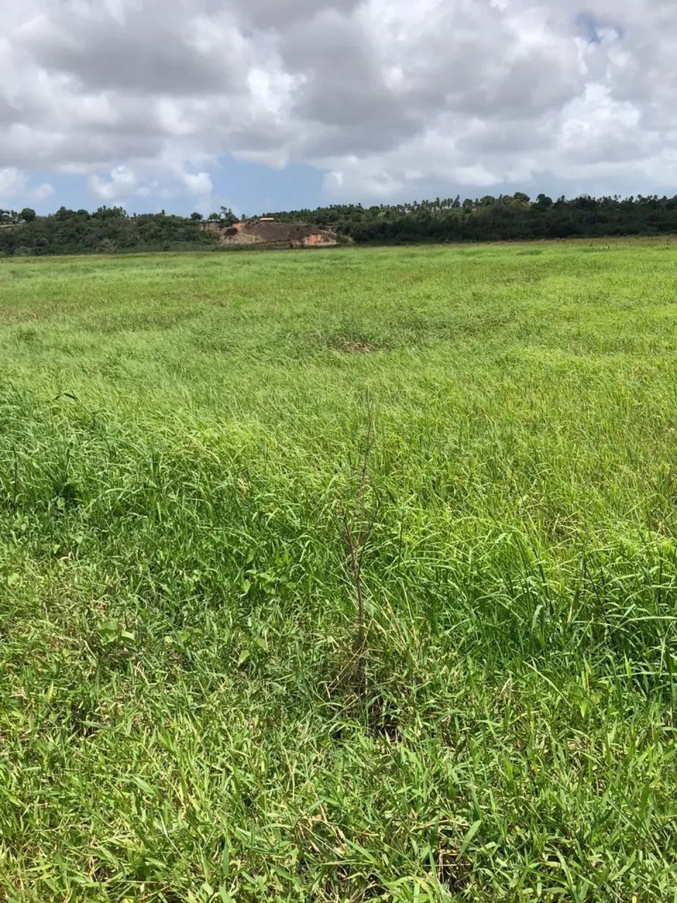 Fazenda com 30 hectares no vale de Ceará mirim - Foto 3