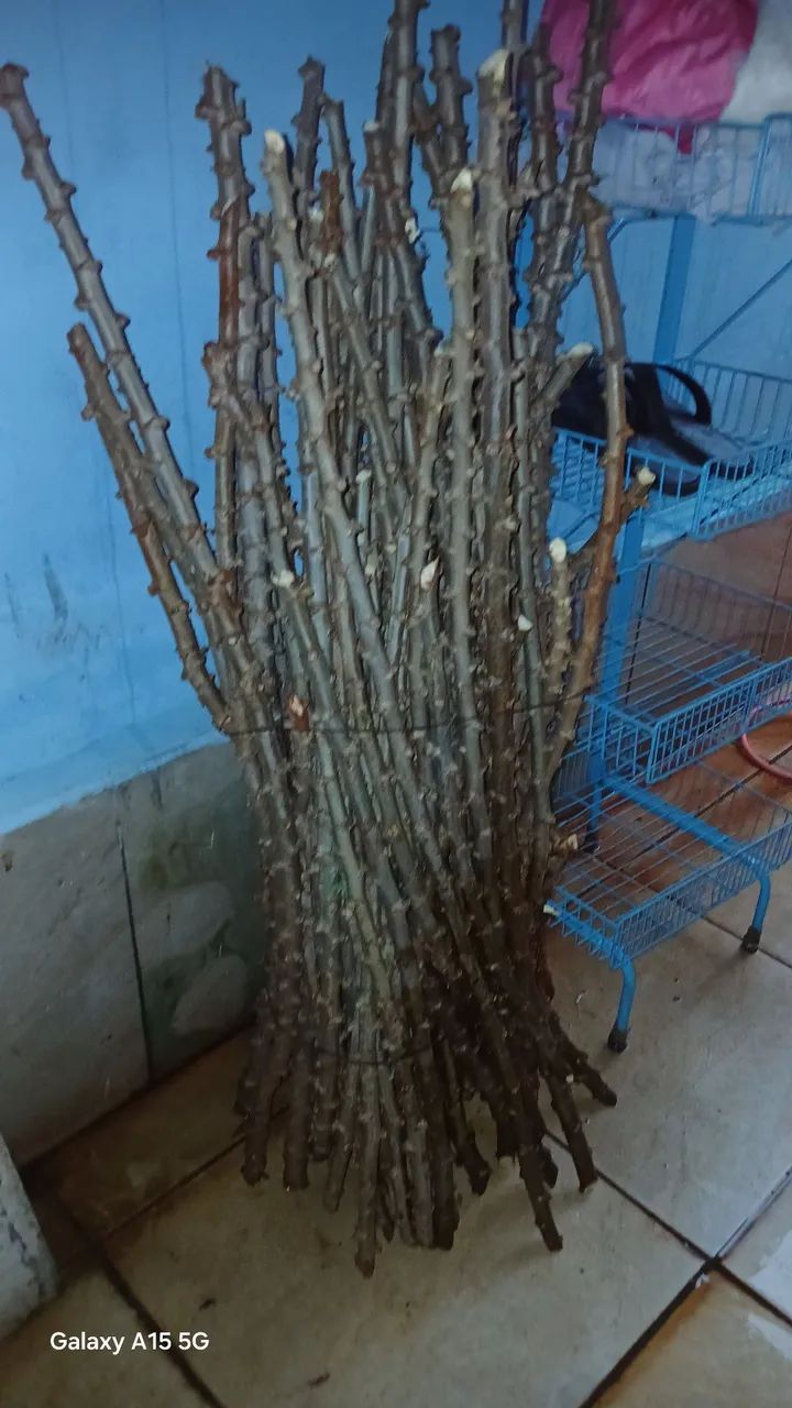 Vendo se semente de mandioca  - Foto 4