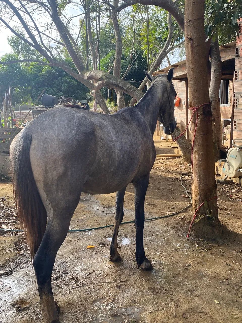 Potra mangalarga  - Foto 4