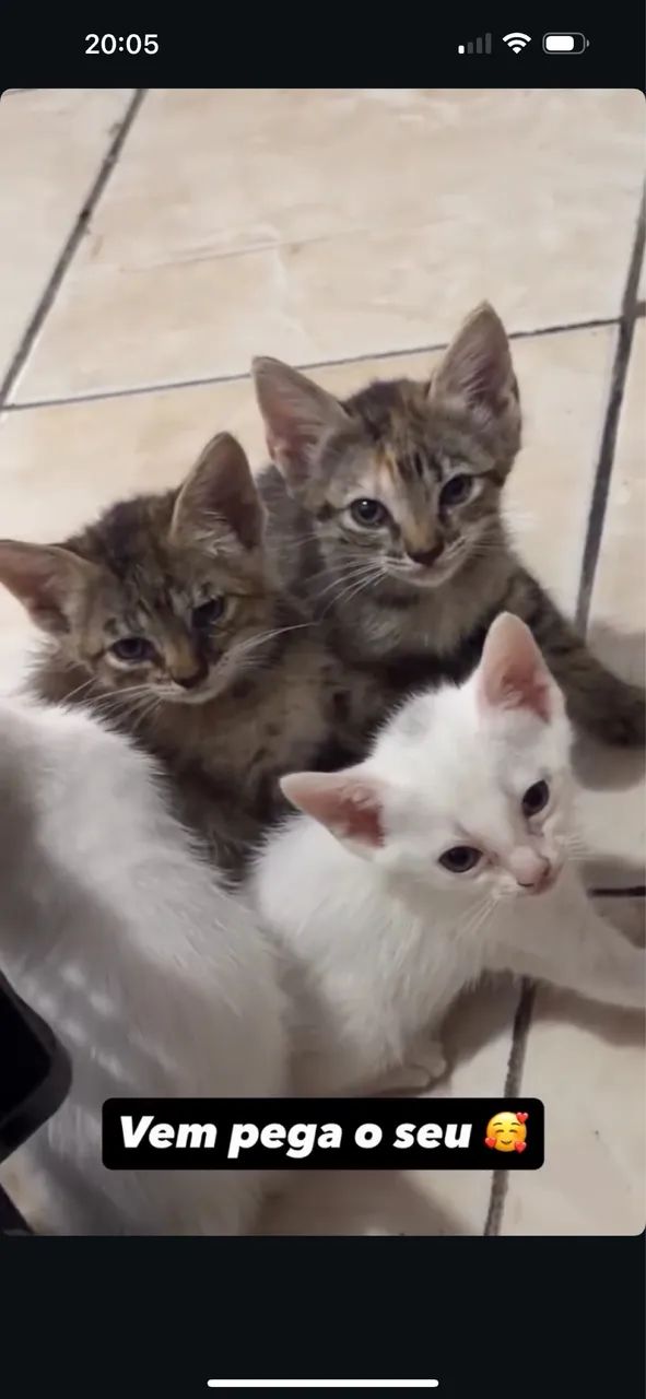 Doação gato