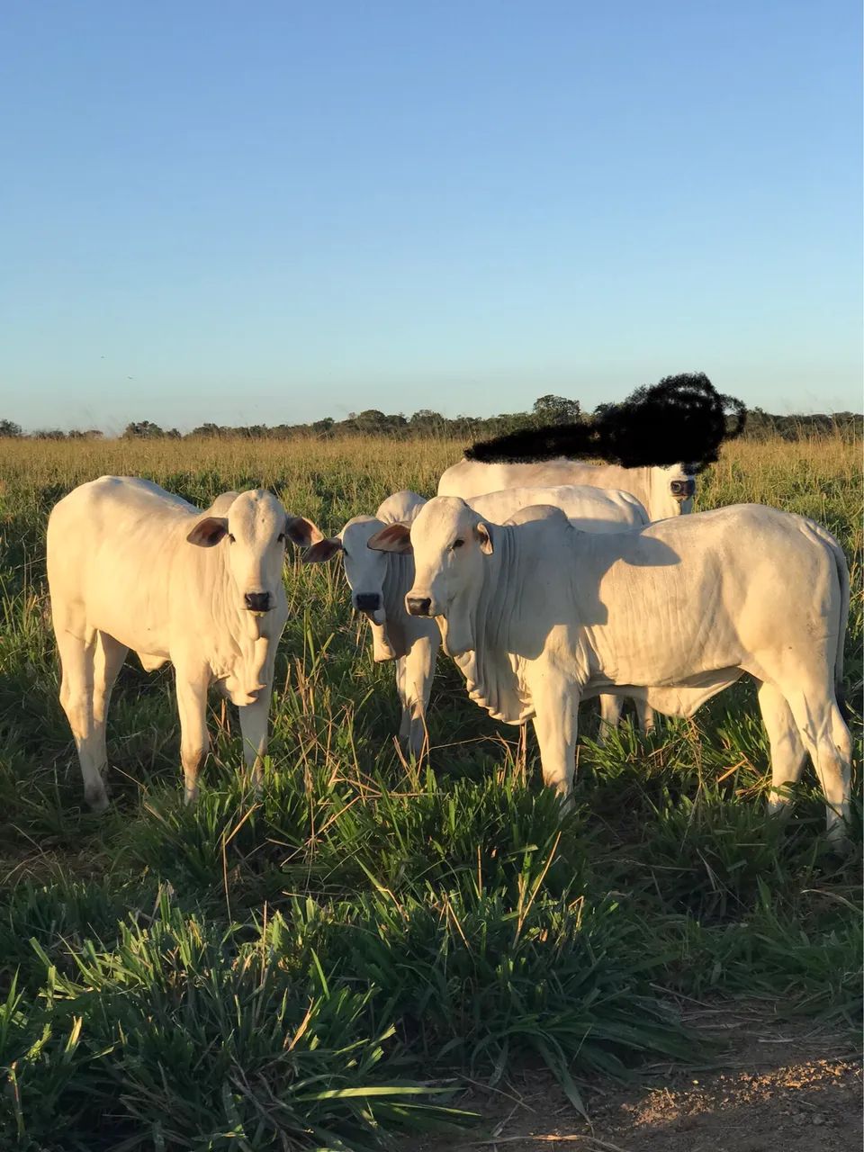 Gado a venda 