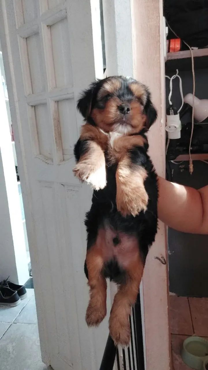 Yorkshire Terrier Macho 