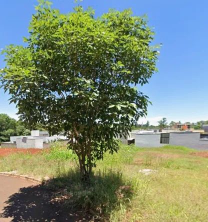 Terreno 360m² no Pancera em Toledo - PR
