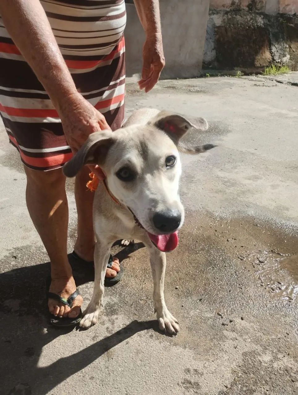 Cachorra viralata 