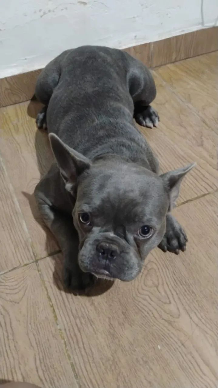 Bulldog francês - Foto 2