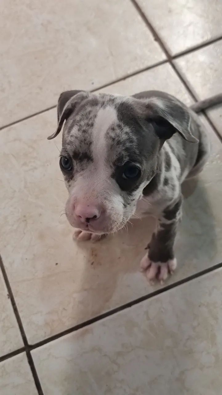 Pit Bull Merle - Foto 5