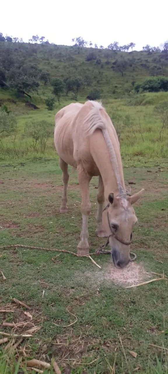 Cavalo baio marilio marchador - Foto 4