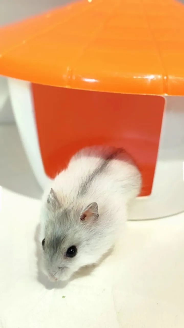 Filhotinhos de Hamster mini - Foto 4