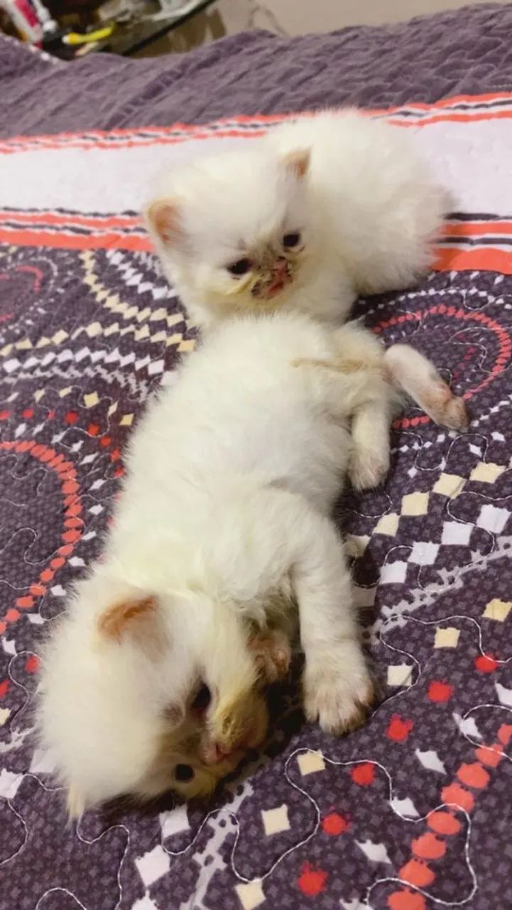 Gato  persa - Foto 3