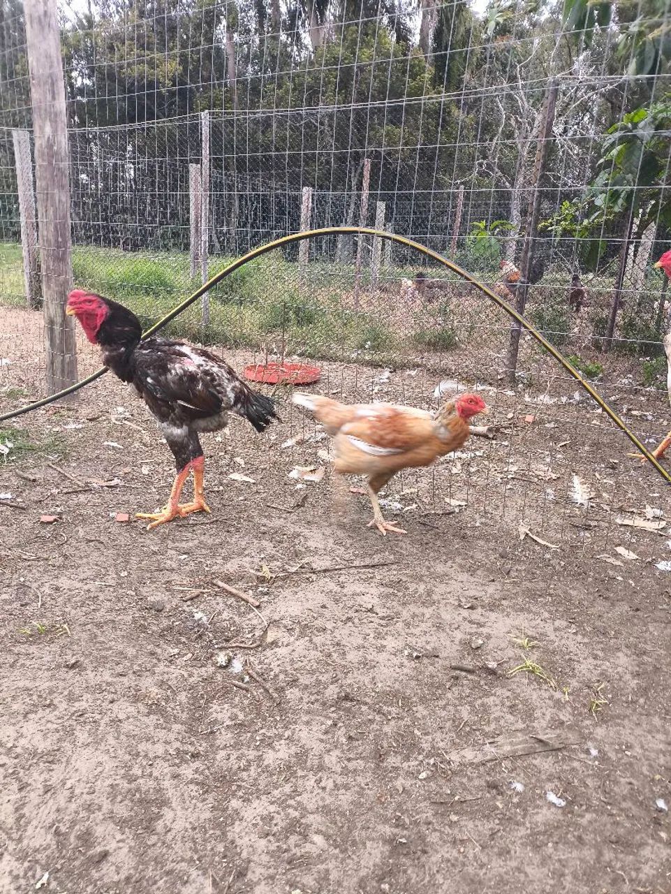 Galo índio gigante casal - Foto 2