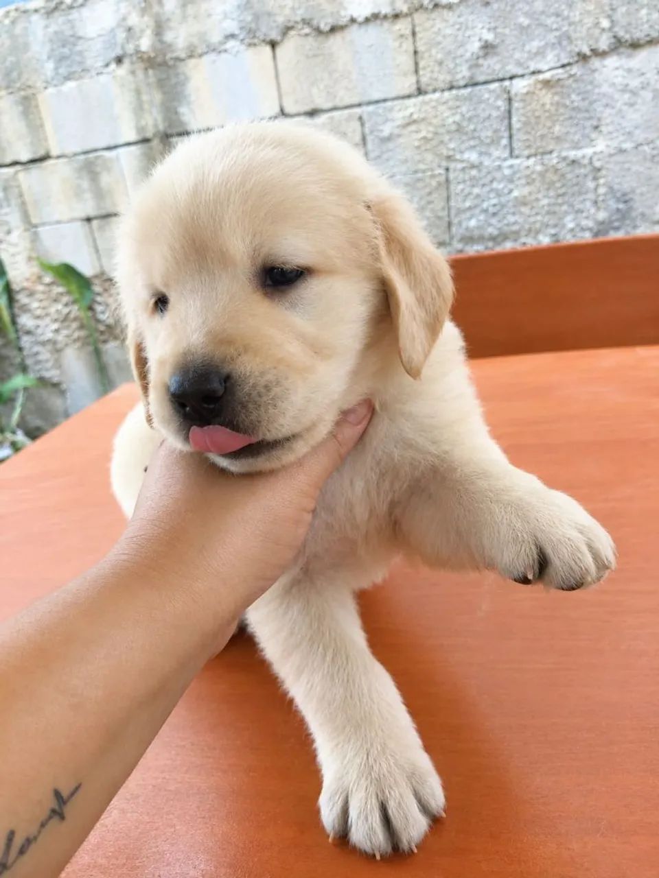 Golden retriver  - Foto 3