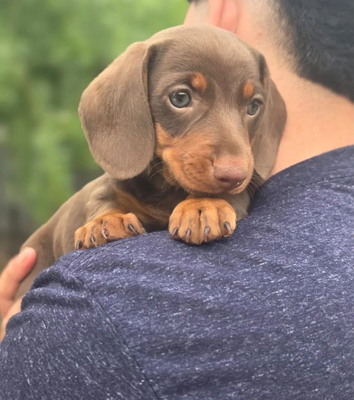 Dachshund / Cofap  - Foto 4