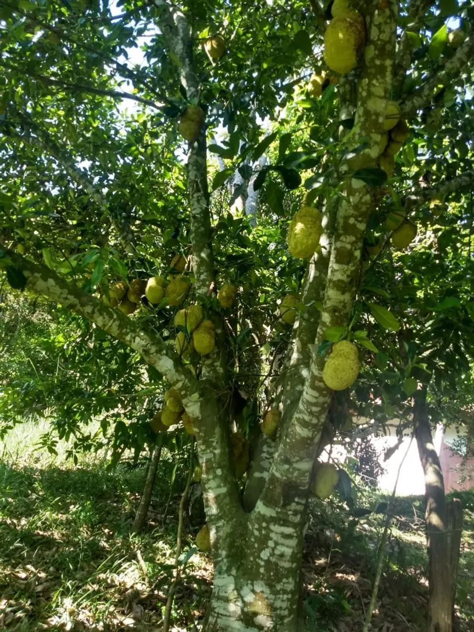 Terreno em Guararema  - Foto 4