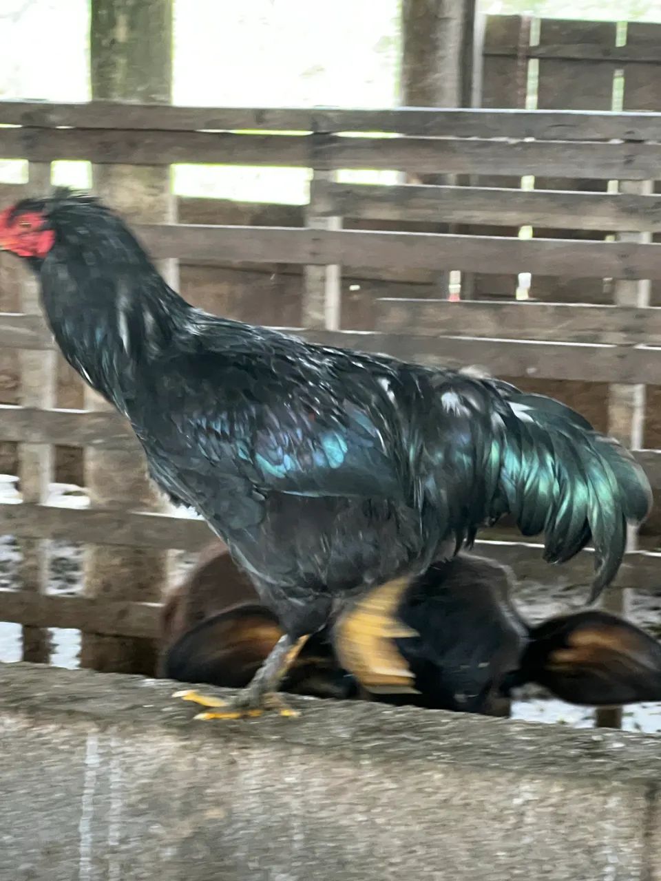 Frango caipira  - Foto 4