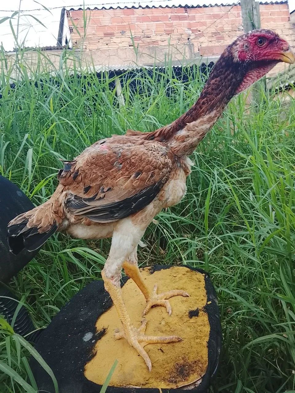 Índio gigante 