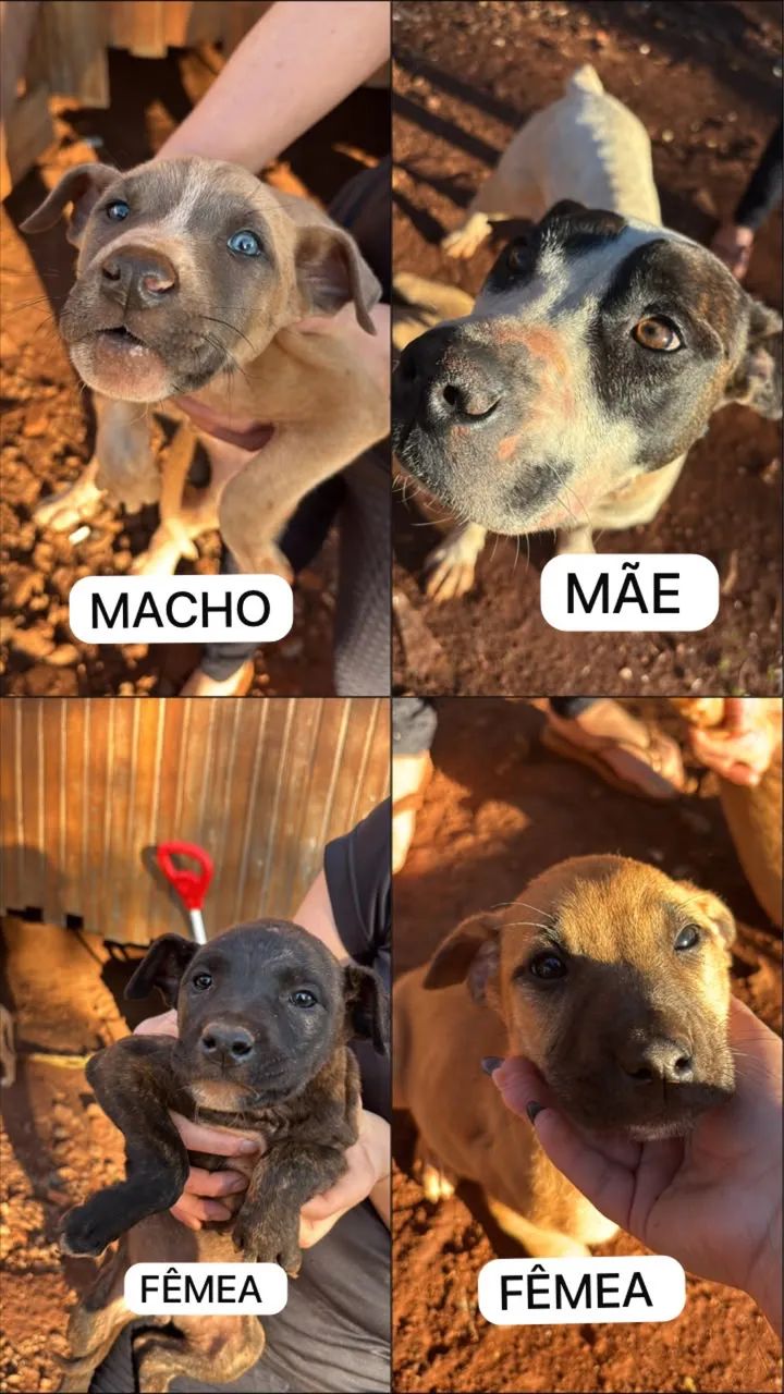 Cachorros Pitboll