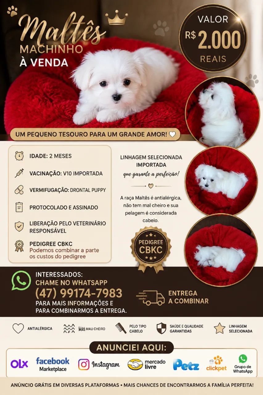 Pet para companhia 