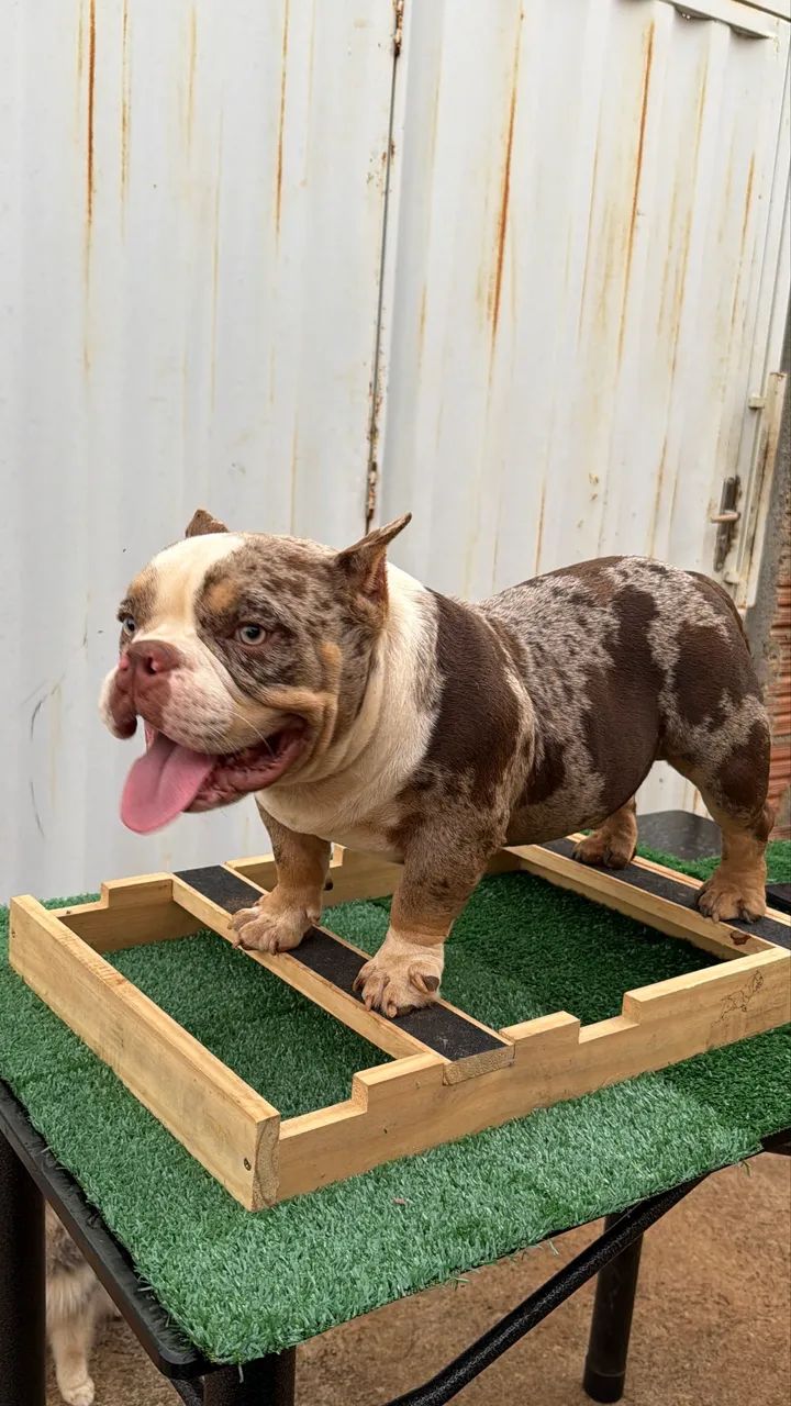 American Bully para cruza/cobertura - Foto 5