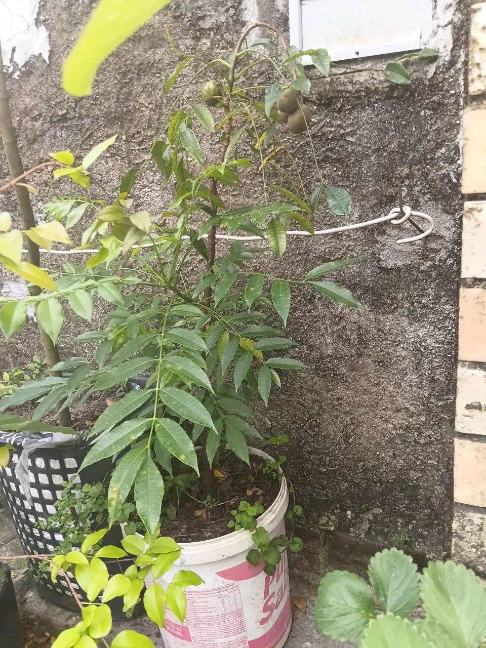 Muda de Cajarana Anã já com frutas - Foto 2