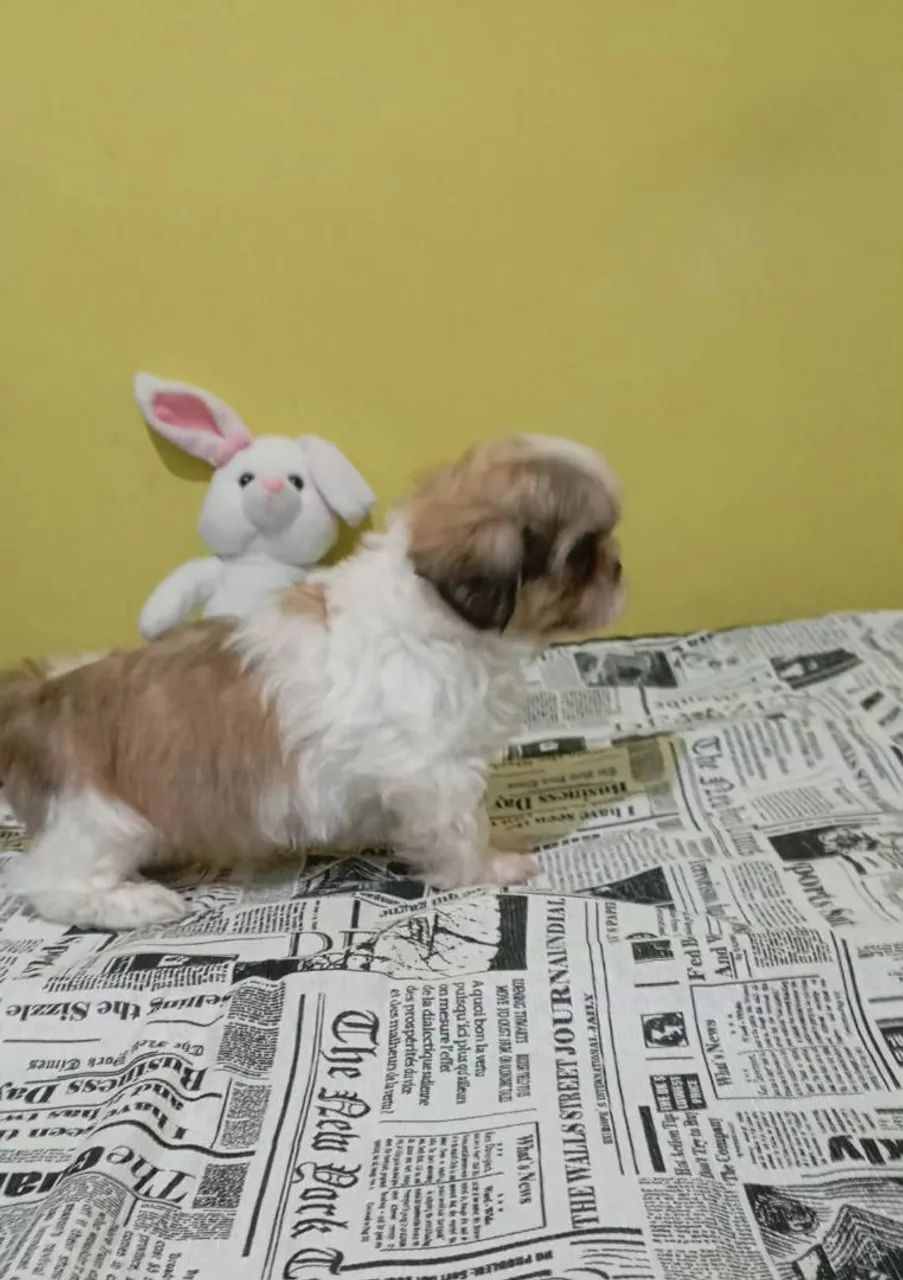Shih tzu - Foto 5