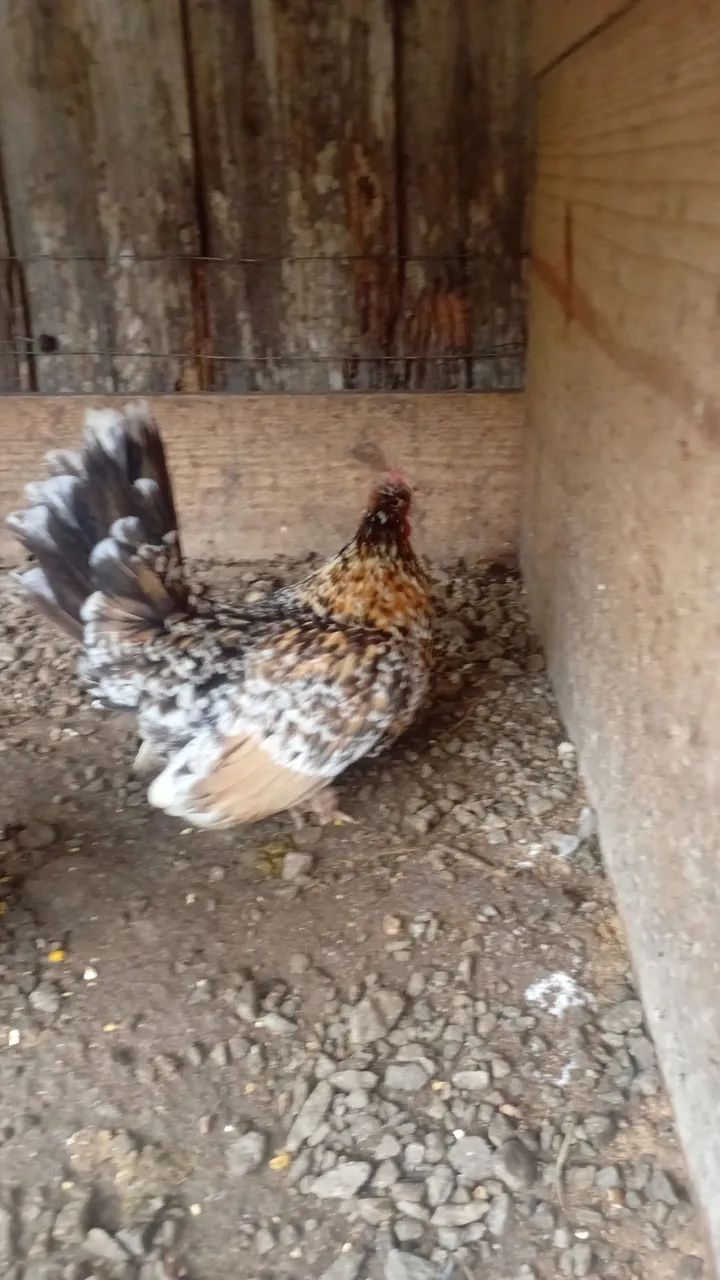 Garnize femeas  - Foto 2