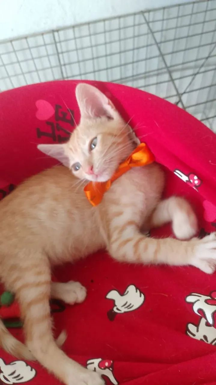 Filhotinho amarelinho macho pra adoção  - Foto 6