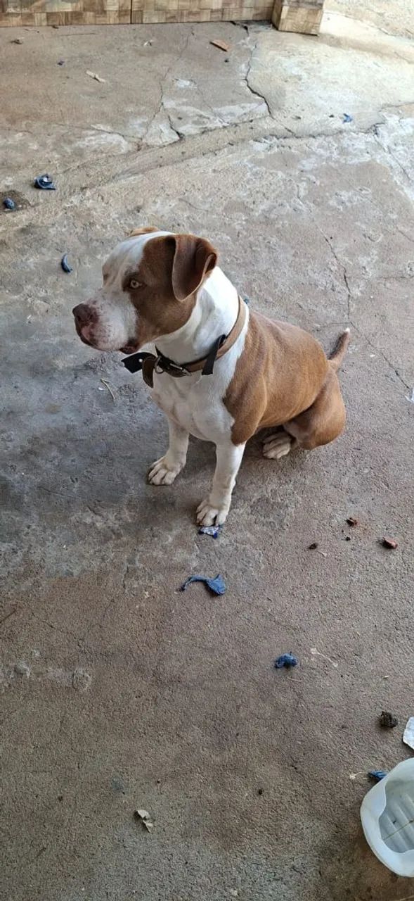 Cachorro  - Foto 4