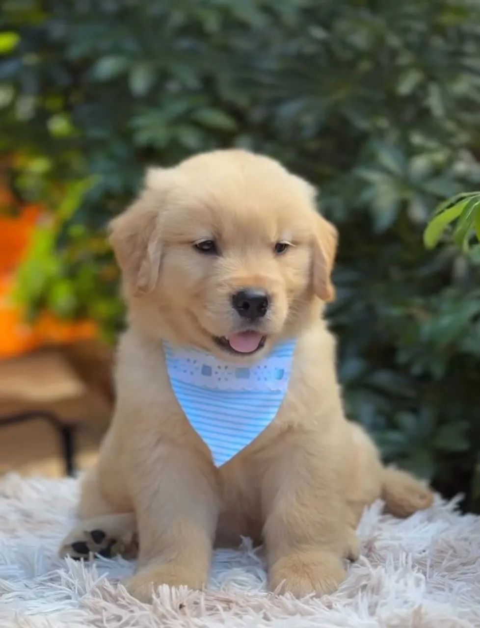 Golden retriever  - Foto 2
