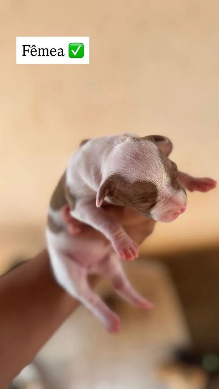 Filhotes de Pitbull  - Foto 3