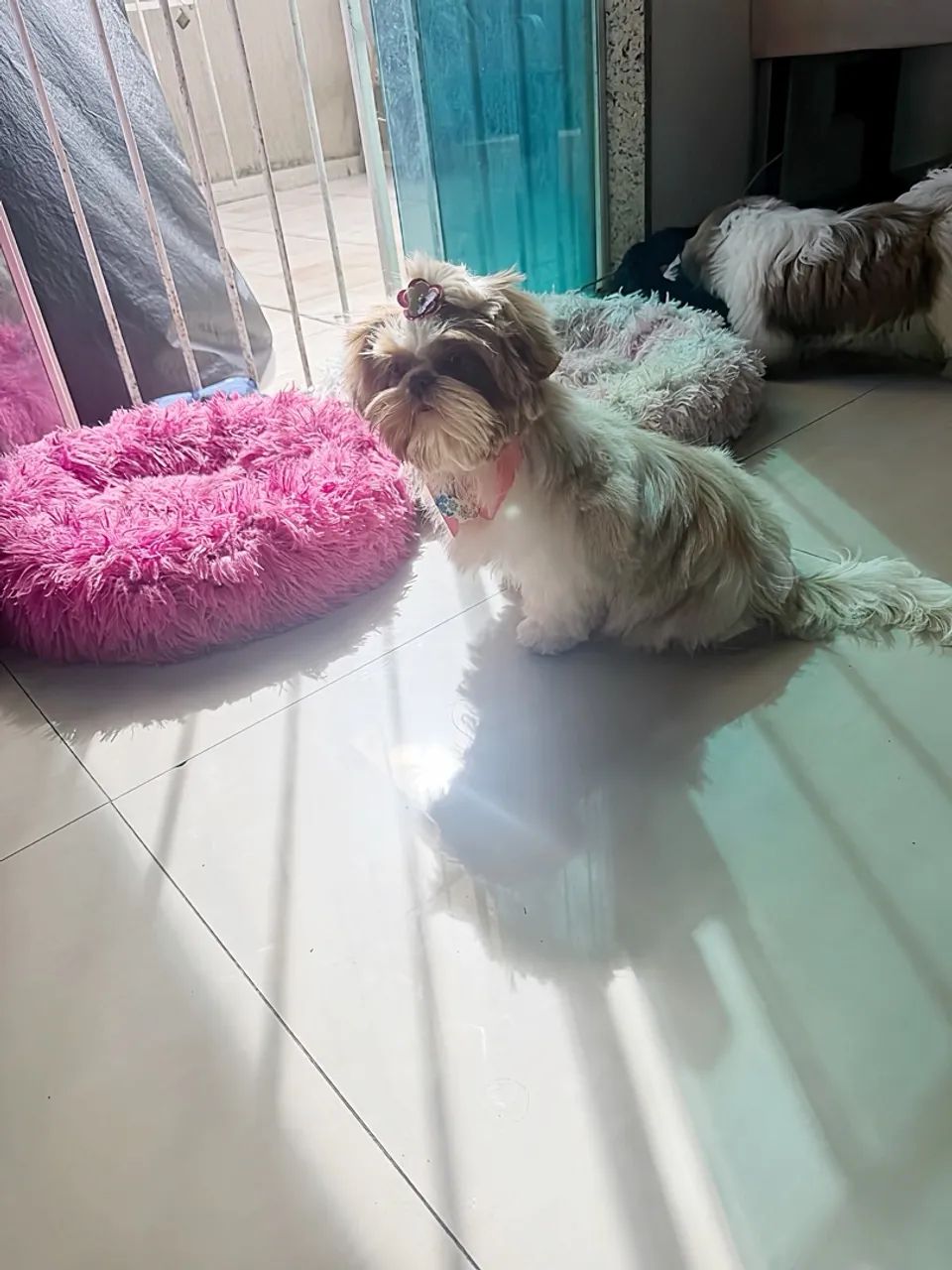 Shitzu fêmea 5 meses