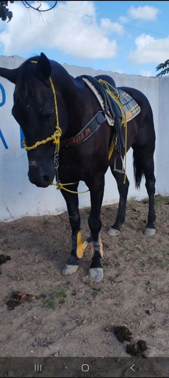 Vende-se cavalo de esteira pronto!  Pelagem preto, QM.