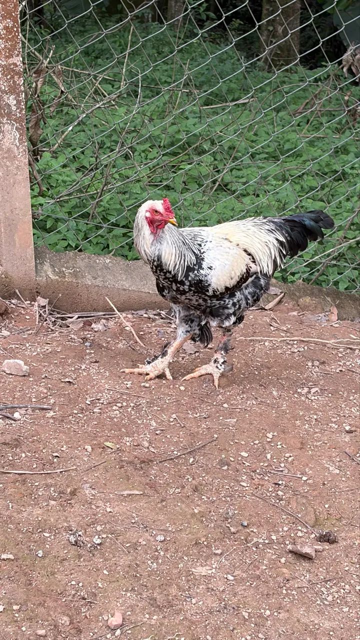 Frango Brahma  - Foto 4