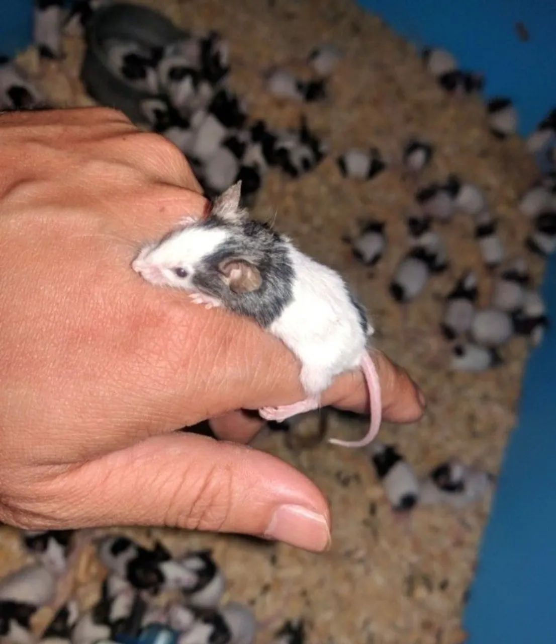 Topolinos puros  - Foto 4