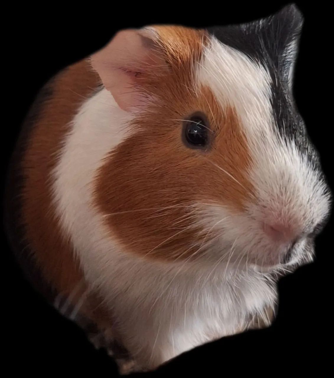 Porquinho-da-índia  - Foto 2